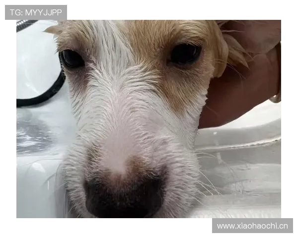 保罗·乔治家的狗都比你我活得精致